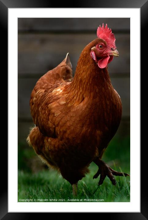 Farm Chickens portrait on the run Framed Mounted Print by Malcolm White