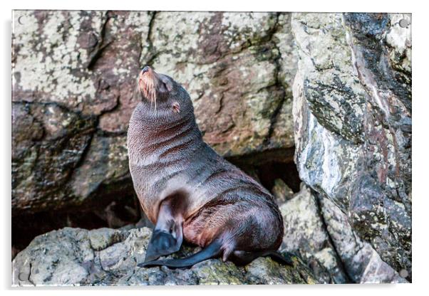 New Zealand Fur seal Acrylic by John Frid