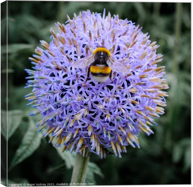 Bee on a Globe Thistle Canvas Print by Roger Aubrey