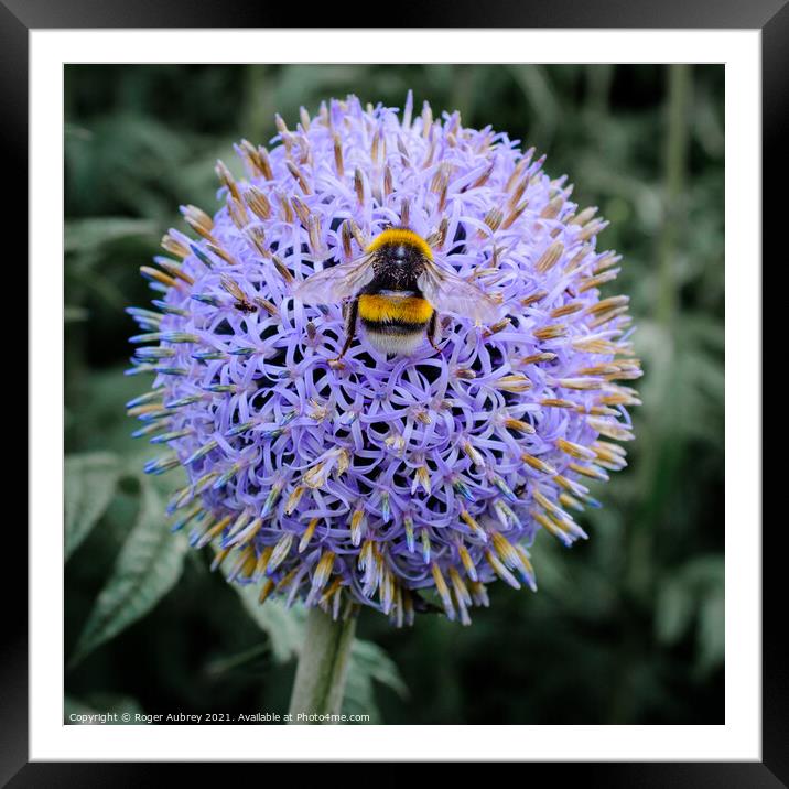 Bee on a Globe Thistle Framed Mounted Print by Roger Aubrey
