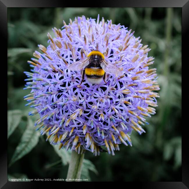 Bee on a Globe Thistle Framed Print by Roger Aubrey