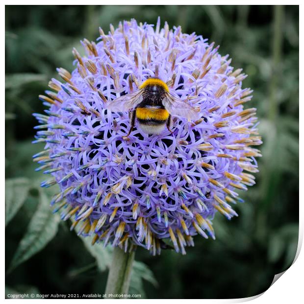 Bee on a Globe Thistle Print by Roger Aubrey
