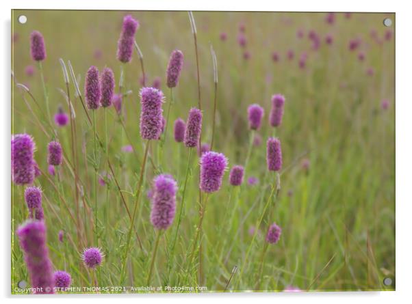 Purple Prairie Clover Acrylic by STEPHEN THOMAS