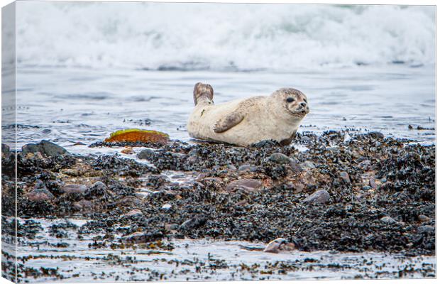 Grey Seal Pup on a Scottish Beach Canvas Print by John Frid