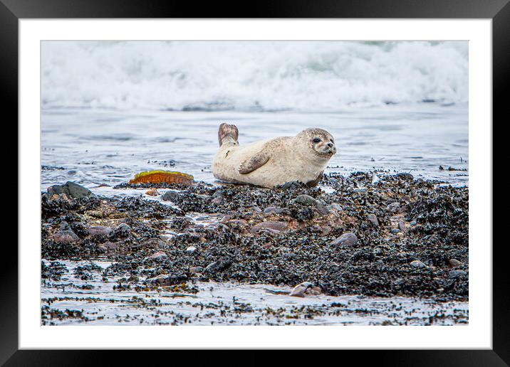 Grey Seal Pup on a Scottish Beach Framed Mounted Print by John Frid
