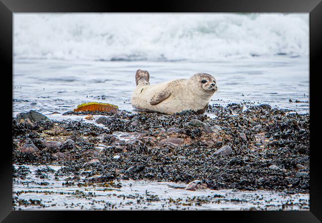 Grey Seal Pup on a Scottish Beach Framed Print by John Frid