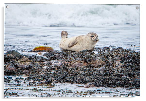Grey Seal Pup on a Scottish Beach Acrylic by John Frid