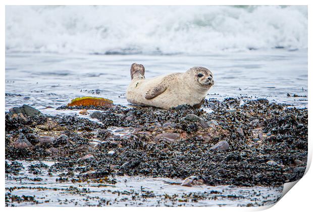 Grey Seal Pup on a Scottish Beach Print by John Frid