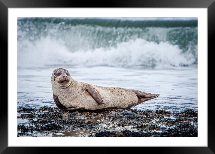 Grey Seal Pup and breaking wave Framed Mounted Print by John Frid