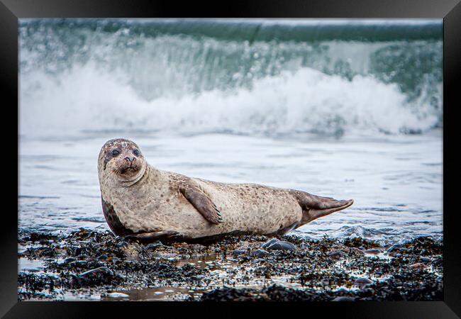 Grey Seal Pup and breaking wave Framed Print by John Frid