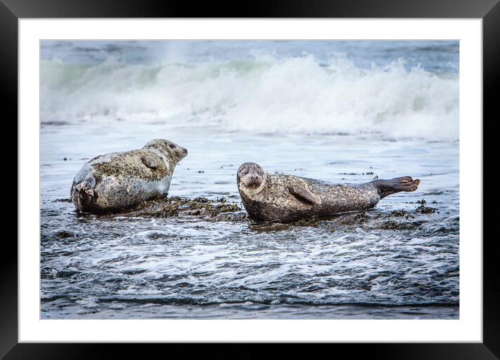 Grey Seals on a Rocky Beach Framed Mounted Print by John Frid