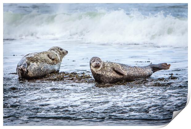 Grey Seals on a Rocky Beach Print by John Frid