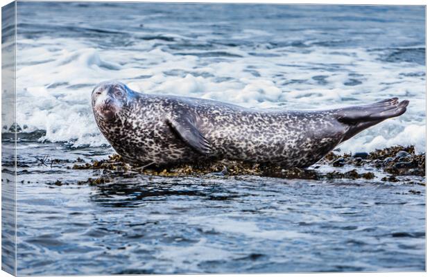 Grey Seal Basking in Scottish Coastal Wav Canvas Print by John Frid
