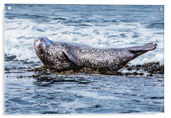 Grey Seal Basking in Scottish Coastal Wav Acrylic by John Frid
