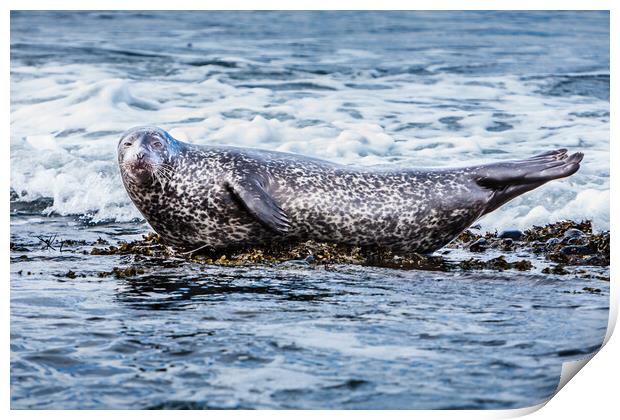 Grey Seal Basking in Scottish Coastal Wav Print by John Frid