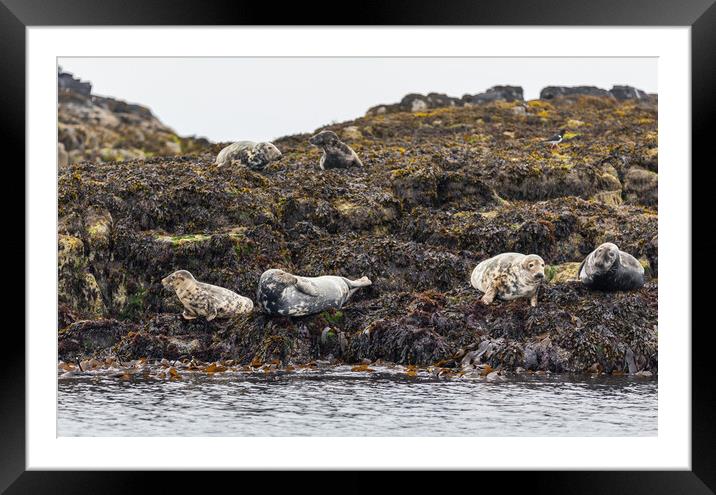 Grey Seal Colony Framed Mounted Print by John Frid