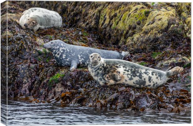 Grey Seals of Skye Canvas Print by John Frid