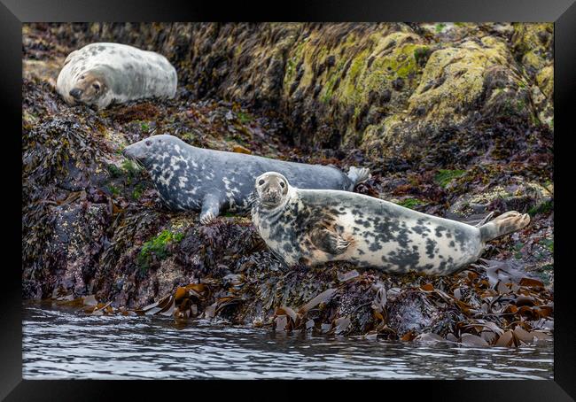 Grey Seals of Skye Framed Print by John Frid