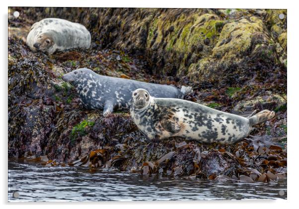 Grey Seals of Skye Acrylic by John Frid