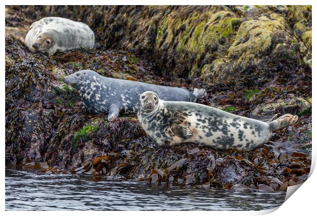 Grey Seals of Skye Print by John Frid