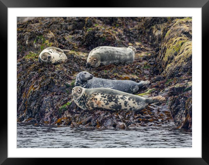 Grey Seals Basking Framed Mounted Print by John Frid