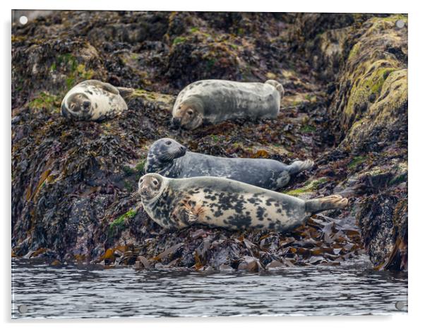 Grey Seals Basking Acrylic by John Frid
