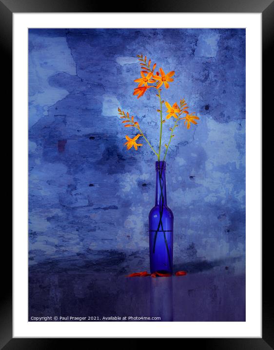 Montbretia in a blue bottle Framed Mounted Print by Paul Praeger