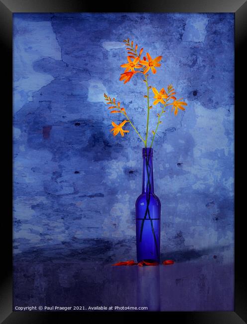 Montbretia in a blue bottle Framed Print by Paul Praeger