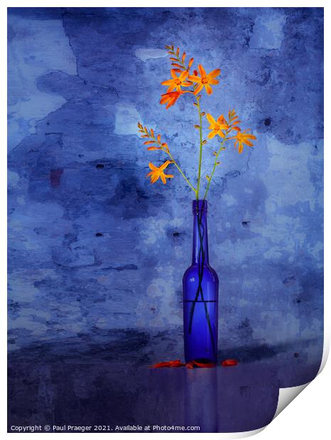 Montbretia in a blue bottle Print by Paul Praeger