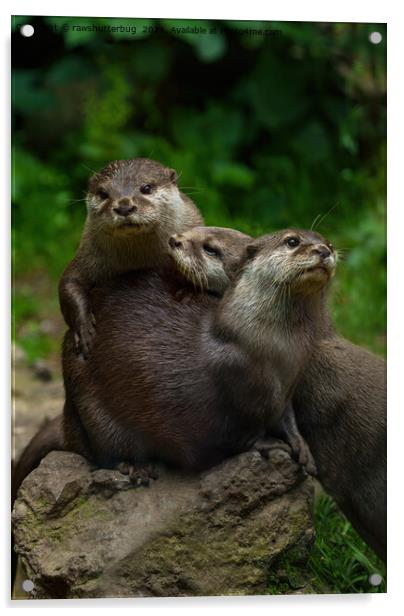 Three Otters Acrylic by rawshutterbug 