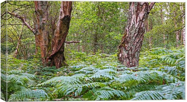 Lush Ferns and Textured Tree Bark. Canvas Print by GJS Photography Artist