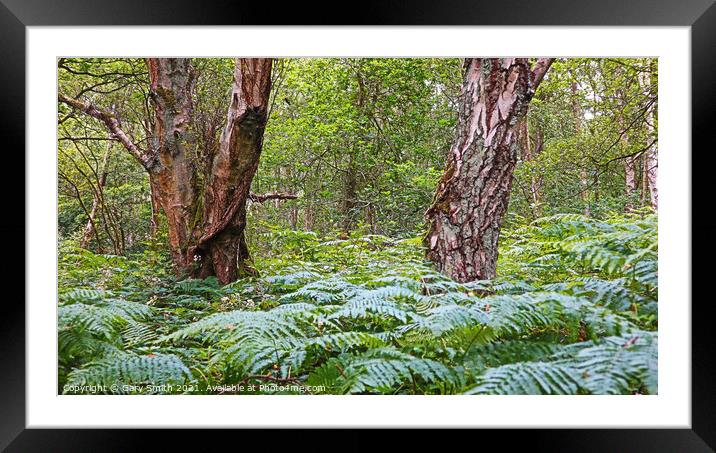 Lush Ferns and Textured Tree Bark. Framed Mounted Print by GJS Photography Artist