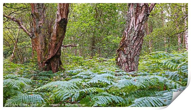 Lush Ferns and Textured Tree Bark. Print by GJS Photography Artist