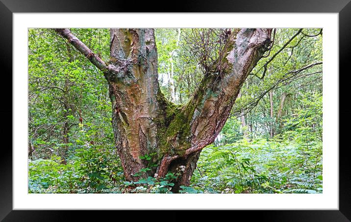Y Shaped Tree Framed Mounted Print by GJS Photography Artist