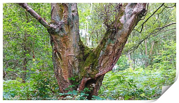 Y Shaped Tree Print by GJS Photography Artist
