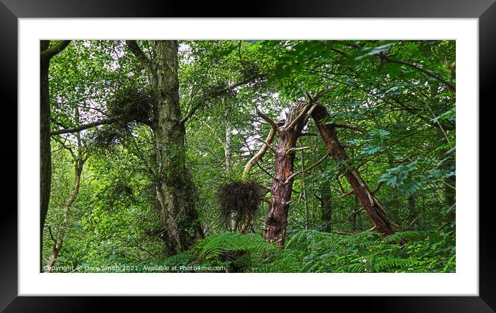 Bawdeswell Heath Tree Broken Framed Mounted Print by GJS Photography Artist