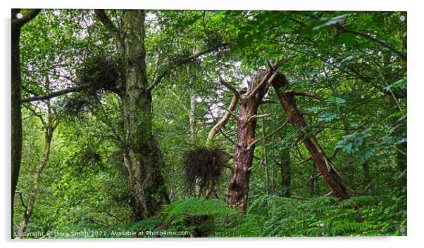 Bawdeswell Heath Tree Broken Acrylic by GJS Photography Artist