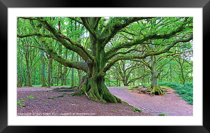 Staggered Oaks All Green Jackets on!  Framed Mounted Print by GJS Photography Artist