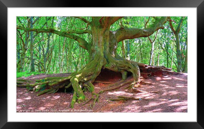Old Oak Root Den Framed Mounted Print by GJS Photography Artist