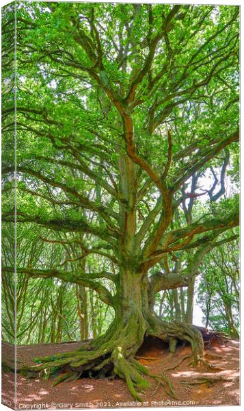 Old Oak Showing Roots and Leaves Canvas Print by GJS Photography Artist