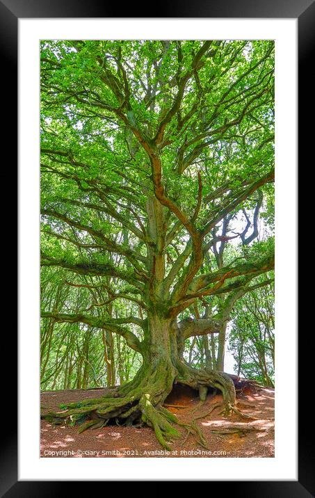 Old Oak Showing Roots and Leaves Framed Mounted Print by GJS Photography Artist