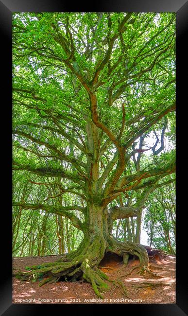 Old Oak Showing Roots and Leaves Framed Print by GJS Photography Artist