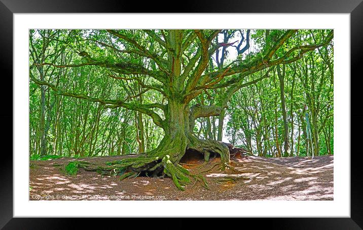Old Oak with Exposed Roots Framed Mounted Print by GJS Photography Artist