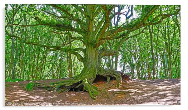 Old Oak with Exposed Roots Acrylic by GJS Photography Artist