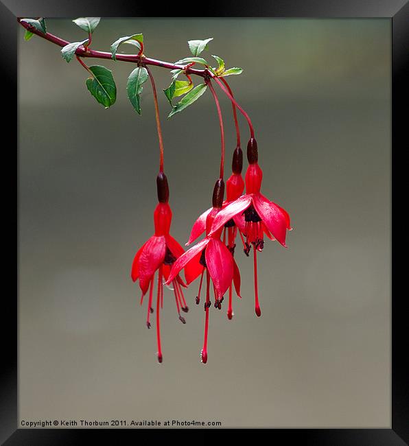 Fuchsia Riccartonii Framed Print by Keith Thorburn EFIAP/b