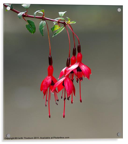 Fuchsia Riccartonii Acrylic by Keith Thorburn EFIAP/b