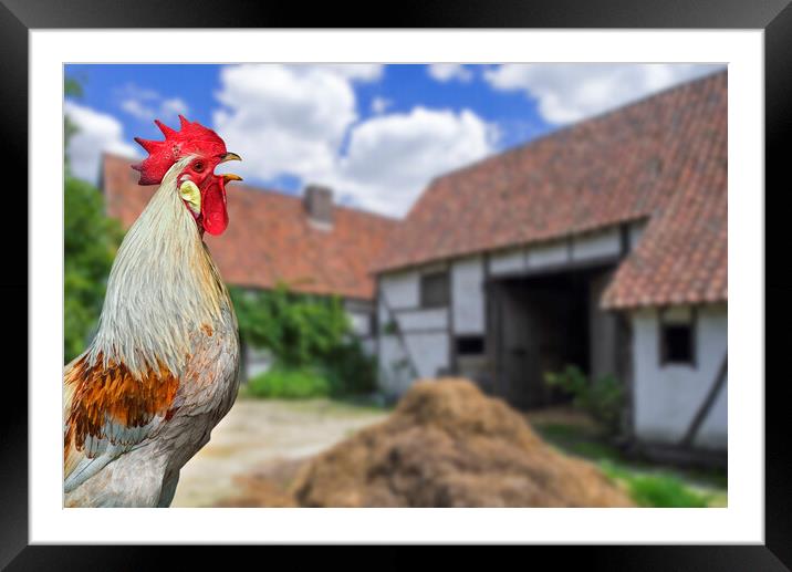 Cock Crowing at Farm Courtyard Framed Mounted Print by Arterra 