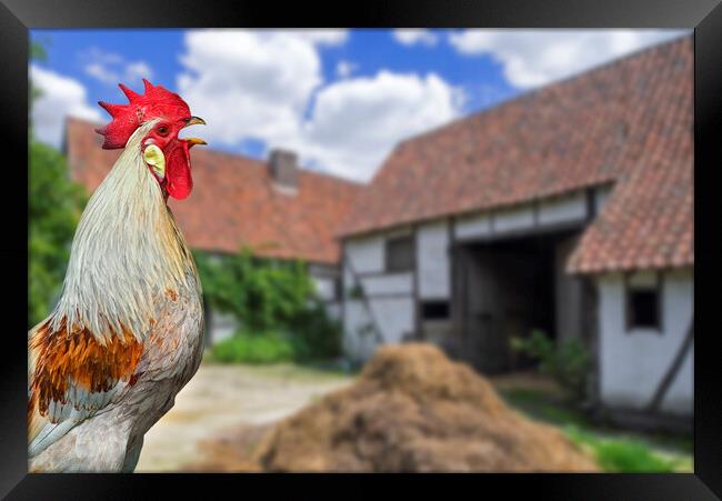 Cock Crowing at Farm Courtyard Framed Print by Arterra 