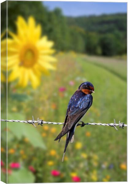 Barn Swallow in Summer Canvas Print by Arterra 