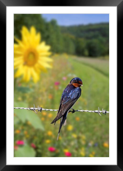 Barn Swallow in Summer Framed Mounted Print by Arterra 